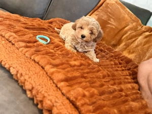 Wunderschöne Maltipoo welpen Klasse F1 Bild 5