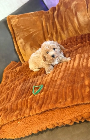 Wunderschöne Maltipoo welpen Klasse F1 Bild 3