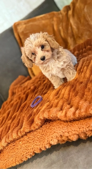 Wunderschöne Maltipoo welpen Klasse F1 Bild 2