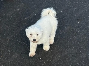 Wunderschöne Maltipoo welpen Klasse F1 Bild 9
