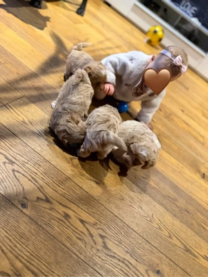 Wunderschöne Maltipoo welpen Klasse F1 Bild 6
