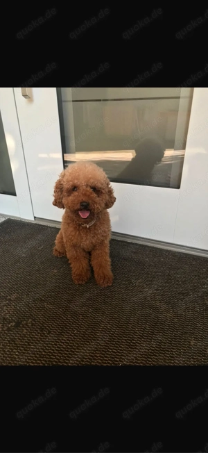 Wunderschöne Maltipoo welpen Klasse F1 Bild 8
