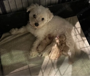 Wunderschöne Maltipoo welpen Klasse F1 Bild 4