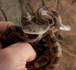    1        1,1 Pantherophis obsoletus schwarze Erdnatter