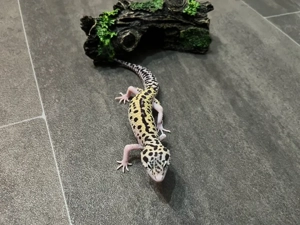 Leopardgecko (Reserviert) 0.1 Weibchen - Giant Mack Snow Eclipse 66% het TA