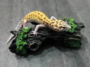 Leopardgecko (Reserviert) 0.1 Weibchen - Raptor Giant Mack Snow