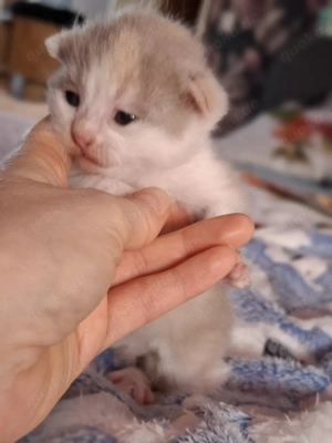 Wunderschöne BKH-Kitten suchen ein liebevolles Zuhause ab dem 28.4.26