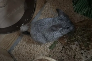 Sußes Chinchilla Ebony zu abgeben