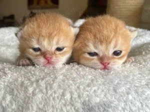 bkh black golden kitten stammbaum Ab Mai