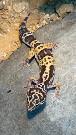 Leopardgecko 0.1 Tremper Albino