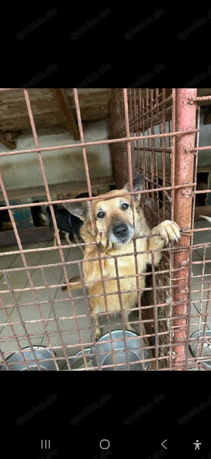 Hübsche Maus sucht dringend ein Zuhause oder eine Pflegestelle