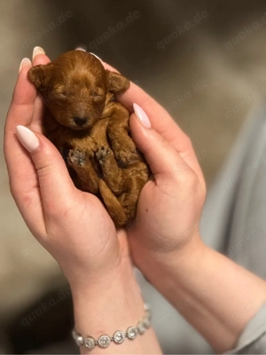 Toypudel Welpe weiblich 