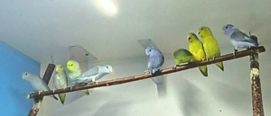 Blaugenick Sperlingspapageien 