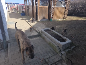 Schäferhund mix welpen  Abgabe bereit  Bild 4