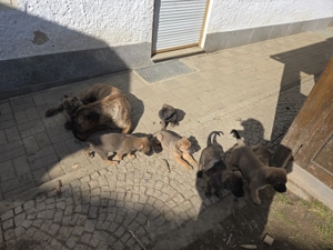 Schäferhund mix welpen  Abgabe bereit  Bild 2