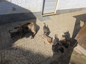 Schäferhund mix welpen  Abgabe bereit  Bild 3