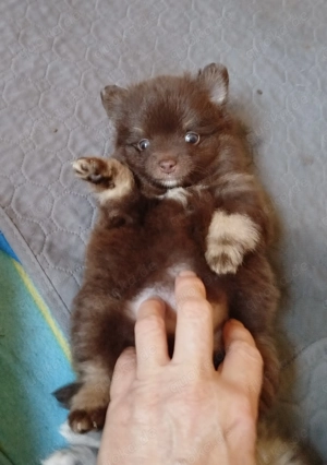 Zwergspitz Pomeranians Welpen  Bild 3