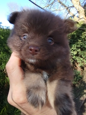 Zwergspitz Pomeranians Welpen 