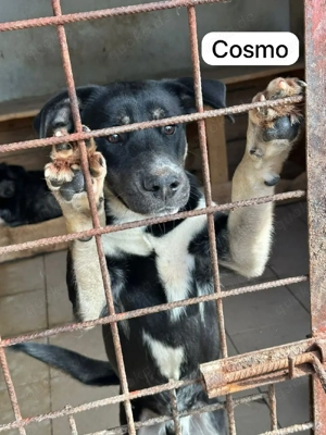 Cosmo sucht sein Zuhause