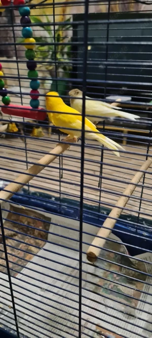 Kanarienvogel Paar günstig abzugeben - 45 " Bild 2