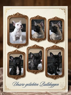 Französische Bulldoggenwelpen, Französische Bulldoggen zu verkaufen 