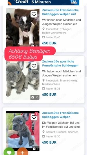 Französische Bulldogge Betrüger Achtung  Bild 2