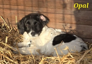 Die Opal sucht ihr Zuhause