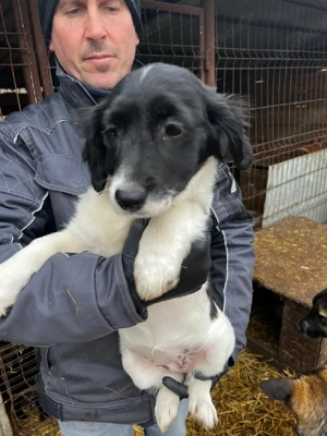 Die Opal sucht ihr Zuhause