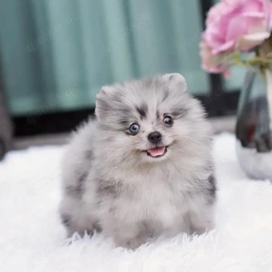 Pomeranian Zwergspitz Welpen