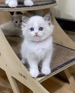 Süßes und anhängliches Ragdoll-Kätzchen sucht ein liebevolles Zuhause