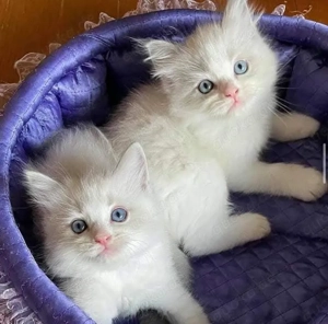 Schneeflocken in Verkleidung: Das bezaubernde weiße Ragdoll-Kätzchen sucht ein neues Zuhause