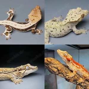 geckos Höckerkopfgecko Kronengecko