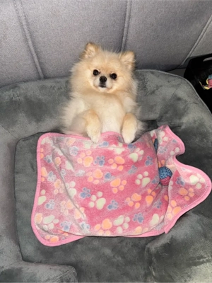 Pomeranian Zwergspitz (Hündin, 11 Monate) geimpft, gechippt, mit Impfpass Bild 5