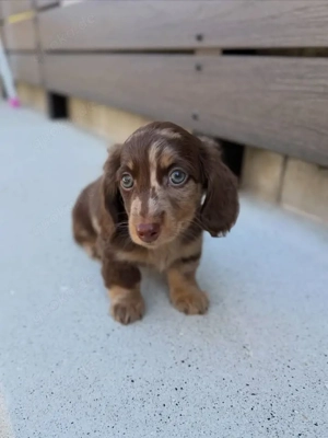 Dackelwelpen suchen Zuhause