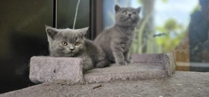 katzen suchen ein neues zuhause 