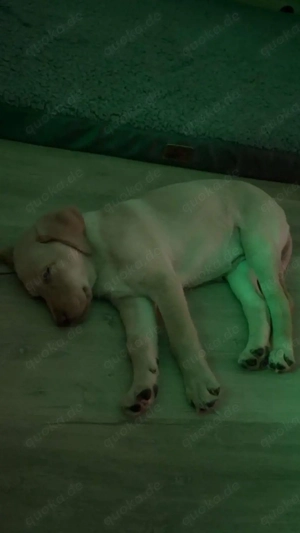 Süßer Labrador-Welpe