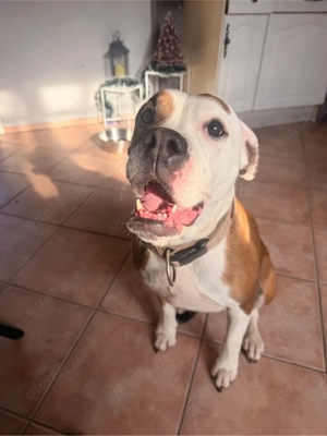 Zuhause für Bulldogge Nala gesucht   erfahrene Hände mit viel Zeit Bild 4