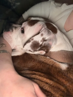 Zuhause für Bulldogge Nala gesucht   erfahrene Hände mit viel Zeit Bild 5