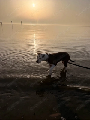Zuhause für Bulldogge Nala gesucht   erfahrene Hände mit viel Zeit Bild 3
