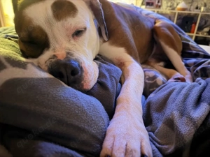Zuhause für Bulldogge Nala gesucht   erfahrene Hände mit viel Zeit Bild 2