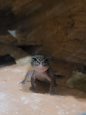 2 Leopardengecko Weibchen mit vollem Equipment 