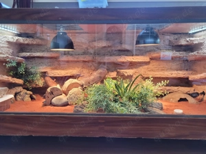 2 Leopardengecko-Weibchen mit vollem Equipment