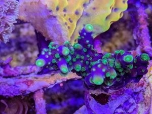 A. echinata, LPS, SPS,Goniopora, Korallen, Ableger,Acropora, Alveopora,Favia Bild 4