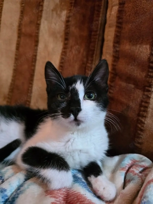 Kitten Katze Tierschutz Bundesweite Vermittlung 