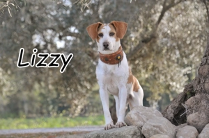 Möchtest du Lizzy zeigen, wie sich Liebe, Vertrauen und ein echtes Zuhause anfühlt?