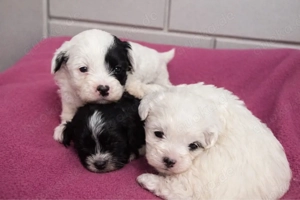 Vier bezaubernde Maltipoo-Welpen