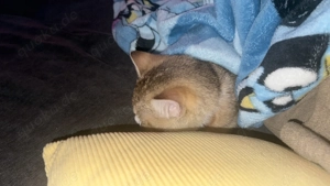 Bkh kitten 12 wochen