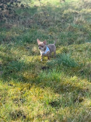 Süßer Chihuahua Welpe(weibl)sucht ein neues Zuhause 