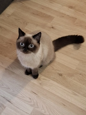 Zwei junge Mischlingskätzchen, 9 Monate alt, zu verkaufen