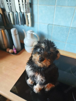 welpen shitzu und yorkshire Bild 2